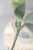 Hoya Carnosa Stardust Silver (TPQ-030)