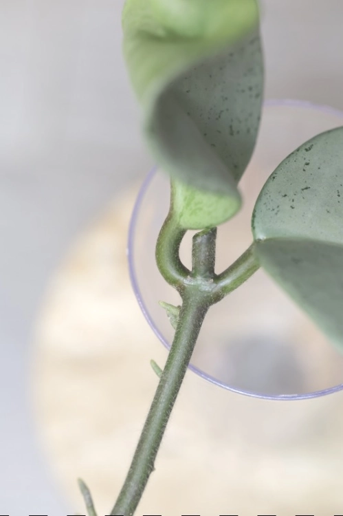 Hoya Carnosa Stardust Silver (TPQ-030)