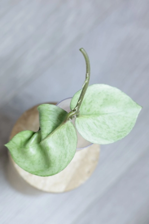 Hoya Carnosa Stardust Silver (TPQ-030)