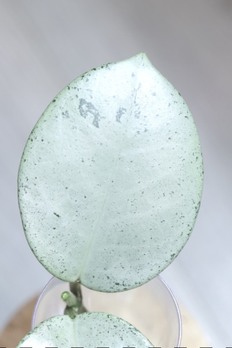 Hoya Carnosa Stardust Silver (TPQ-030)