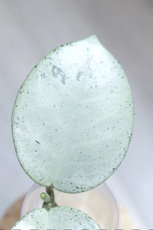 Hoya Carnosa Stardust Silver (TPQ-030)