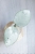 Hoya Carnosa Stardust Silver (TPQ-030)