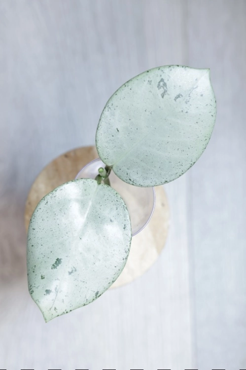 Hoya Carnosa Stardust Silver (TPQ-030)