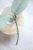Hoya Carnosa Stardust Silver (TPQ-030)