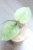 Hoya Carnosa Stardust Silver (TPQ-030)