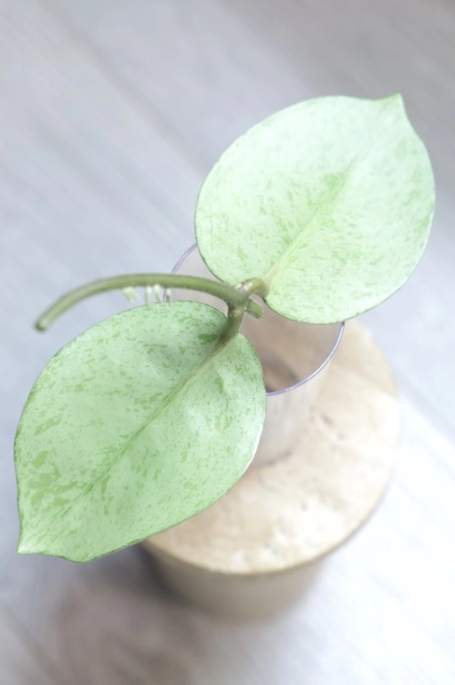 Hoya Carnosa Stardust Silver (TPQ-030)