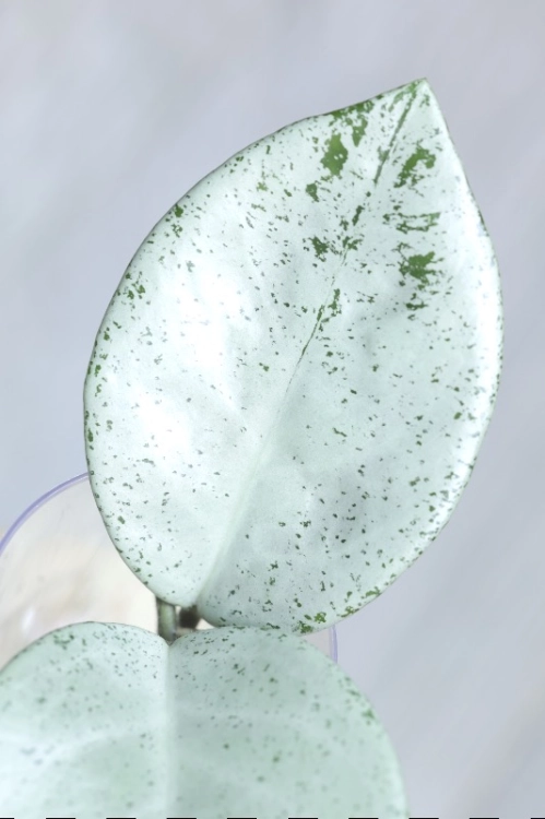 Hoya Carnosa Stardust Silver (TPQ-030)