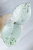 Hoya Carnosa Stardust Silver (TPQ-030)