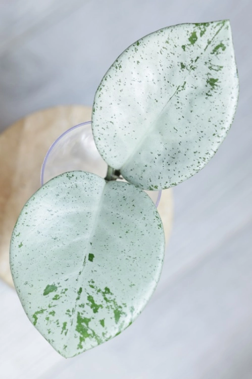 Hoya Carnosa Stardust Silver (TPQ-030)