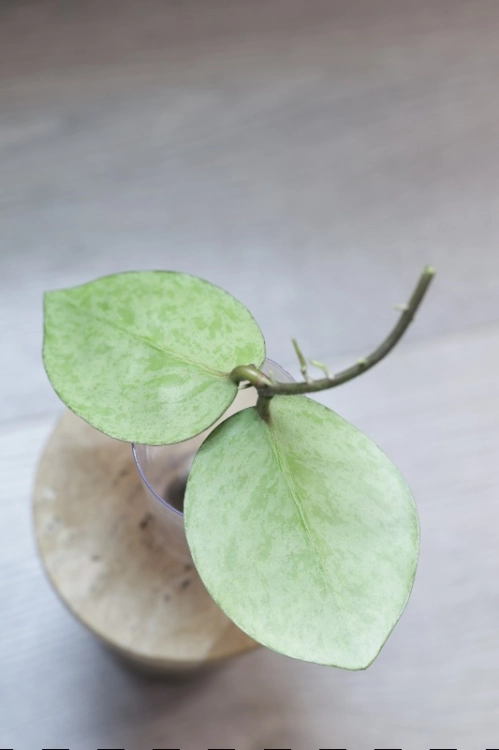 Hoya Carnosa Stardust Silver (TPQ-030)