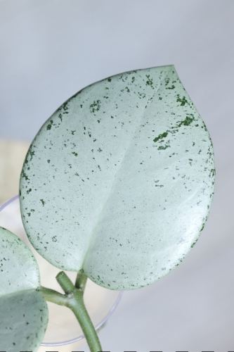 Hoya Carnosa Stardust Silver (TPQ-030)