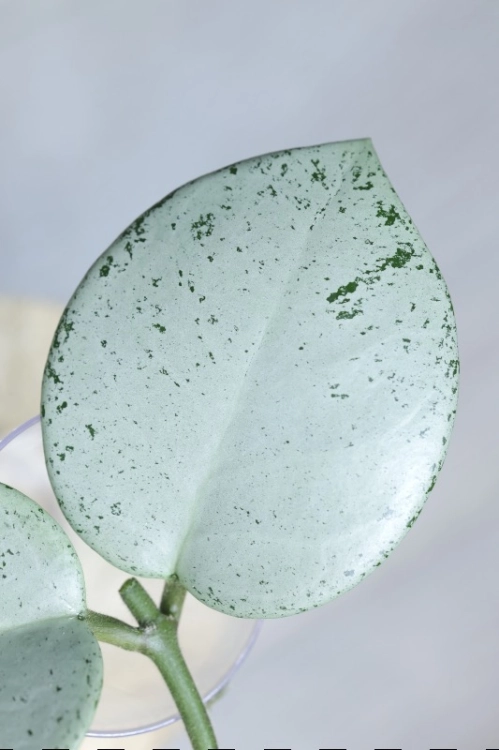 Hoya Carnosa Stardust Silver (TPQ-030)