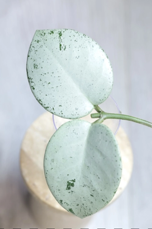 Hoya Carnosa Stardust Silver (TPQ-030)