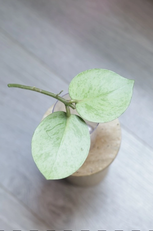 Hoya Carnosa Stardust Silver (TPQ-030)