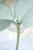 Hoya Carnosa Stardust Silver (TPQ-030)