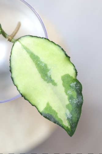 Hoya Caudata Variegata