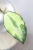 Hoya Caudata Variegata