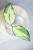 Hoya Caudata Variegata