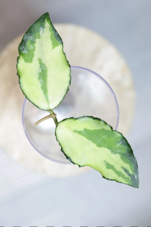 Hoya Caudata Variegata