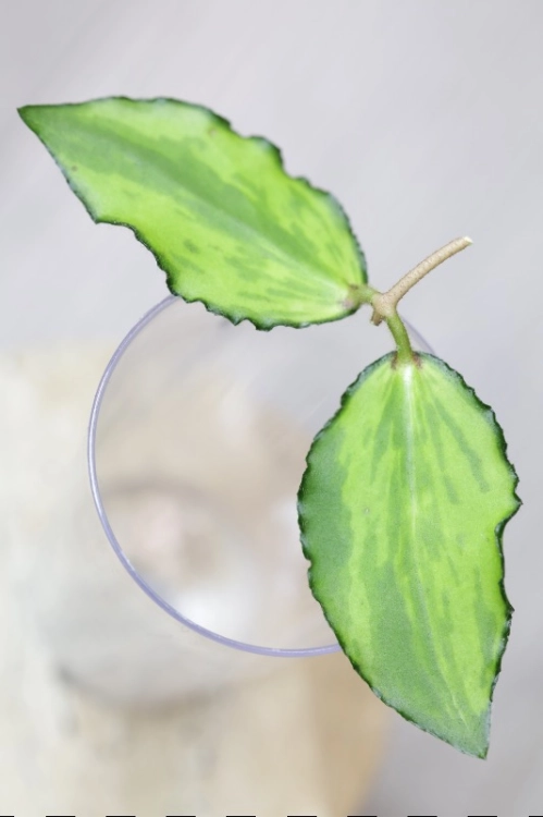 Hoya Caudata Variegata