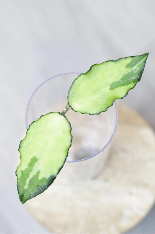 Hoya Caudata Variegata