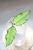 Hoya Caudata Variegata