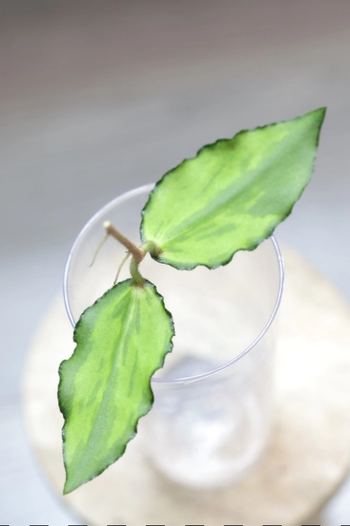 Hoya Caudata Variegata