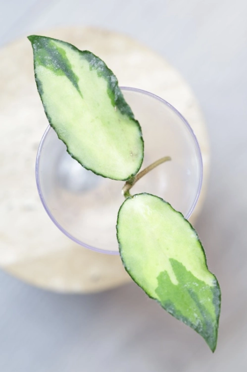 Hoya Caudata Variegata