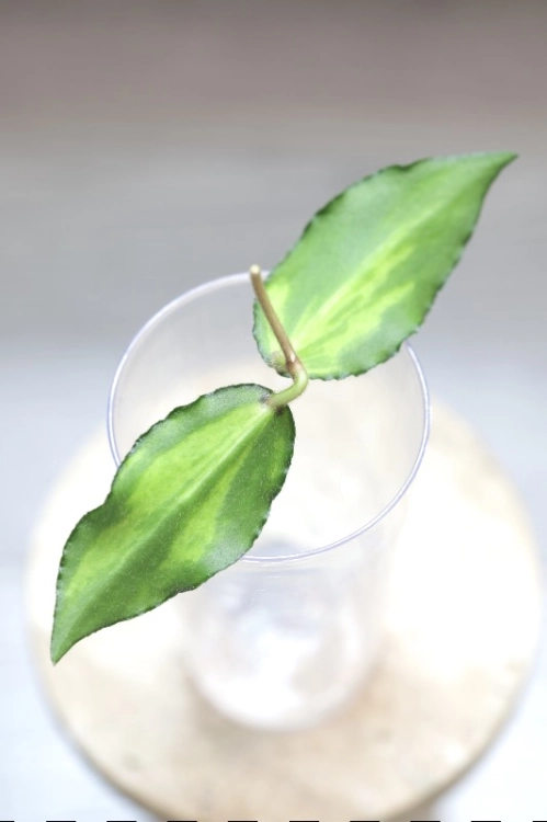 Hoya Caudata Variegata