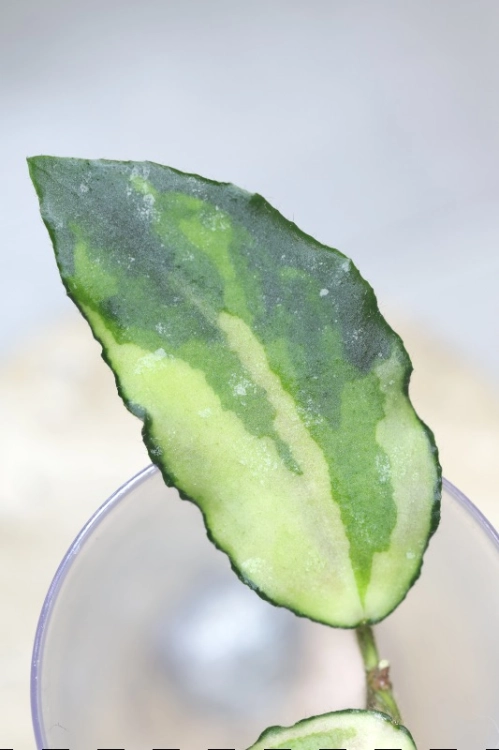 Hoya Caudata Variegata
