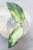 Hoya Caudata Variegata