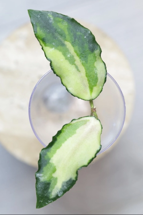 Hoya Caudata Variegata