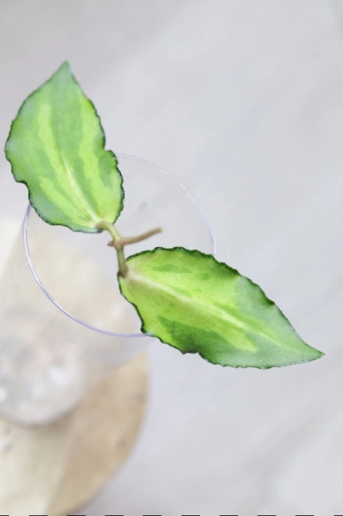 Hoya Caudata Variegata