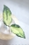 Hoya Caudata Variegata