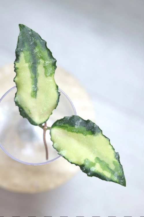 Hoya Caudata Variegata