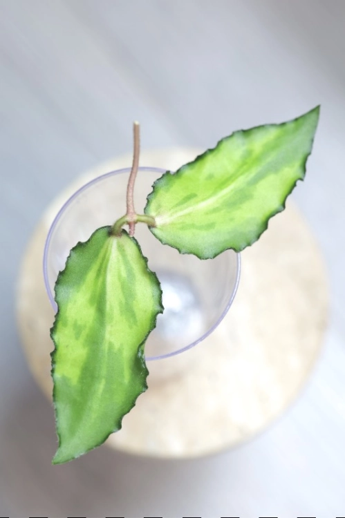 Hoya Caudata Variegata