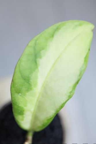 Hoya sp. Aceh ‘Ladia Galaska’