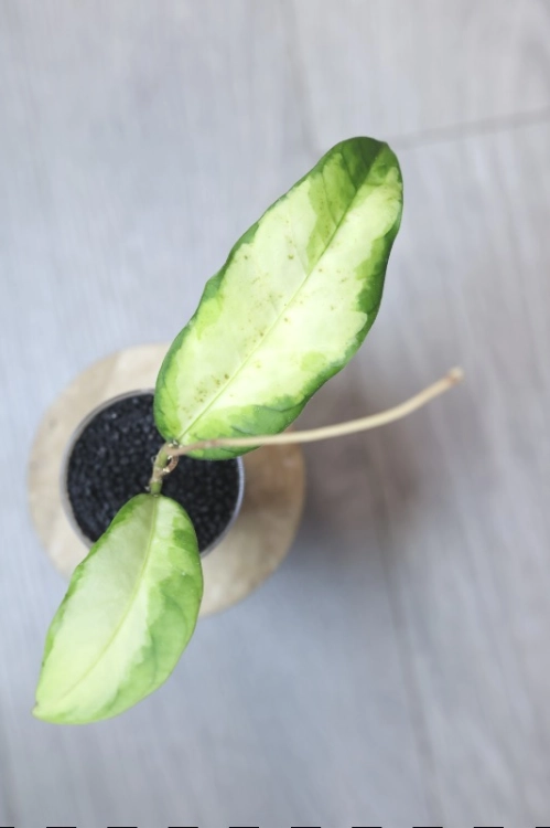 Hoya sp. Aceh ‘Ladia Galaska’
