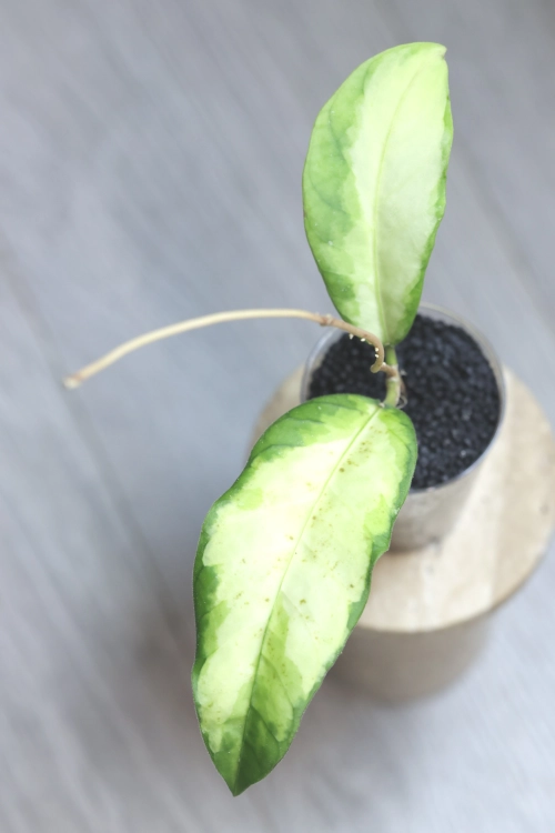 Hoya sp. Aceh ‘Ladia Galaska’