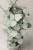 Hoya Grey Fairy (Mathilde mutation)