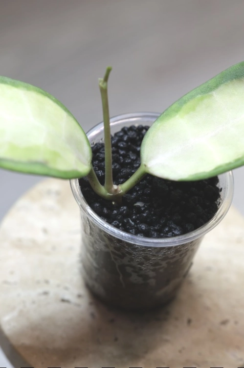 Hoya Grey Fairy (Mathilde mutation)