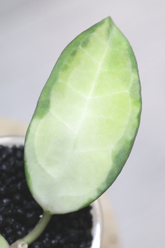 Hoya Elliptica Variegata