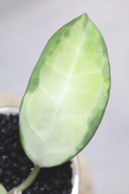 Hoya Elliptica Variegata