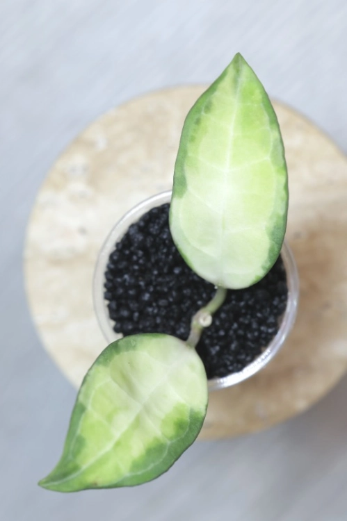 Hoya Elliptica Variegata