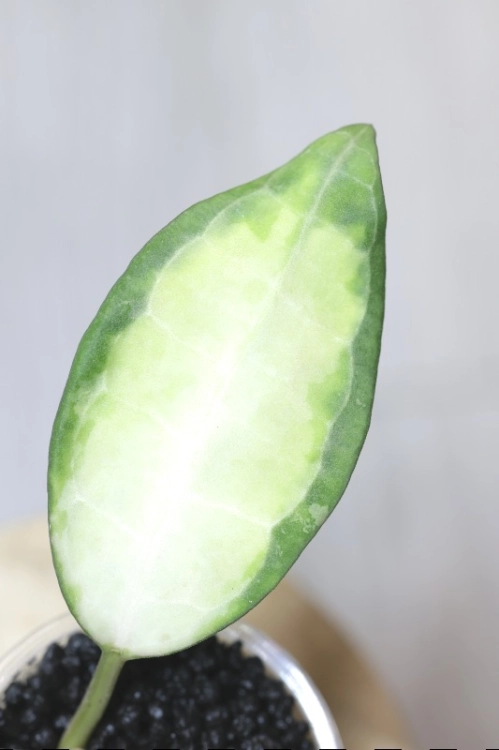 Hoya Elliptica Variegata