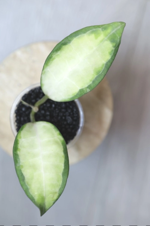 Hoya Elliptica Variegata