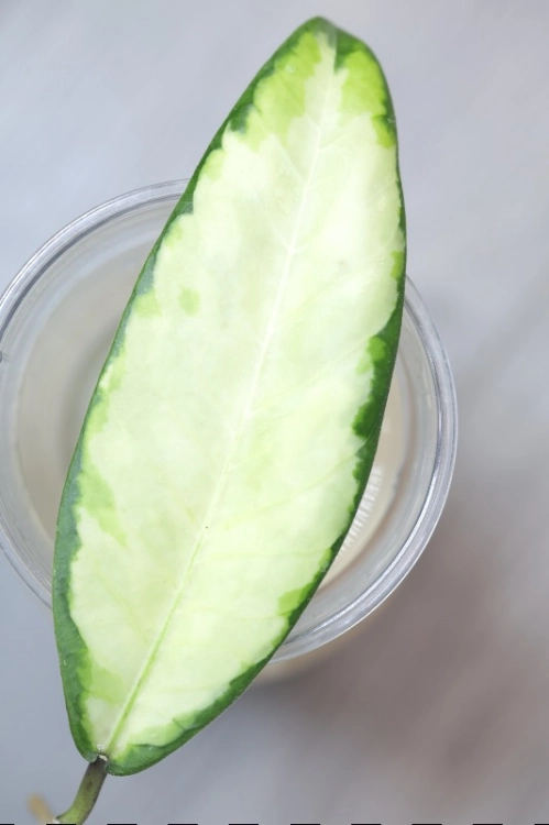 Hoya sp. Aceh ‘Ladia Galaska’