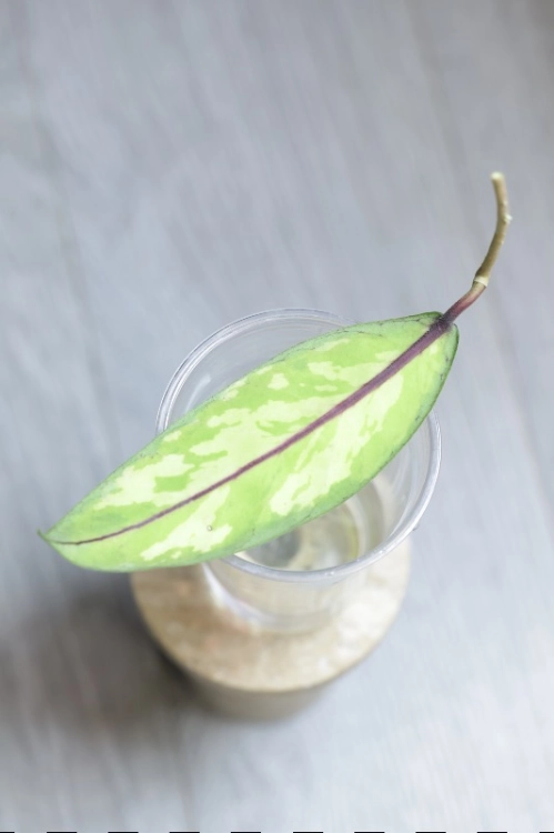 Hoya sp. Aceh ‘Ladia Galaska’