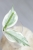 Hoya para ‘Emerald Frost’