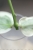 Hoya para ‘Emerald Frost’